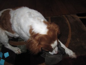 That's my girl Lucky